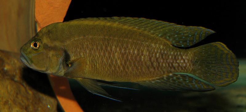 Telmatochromis dhonti